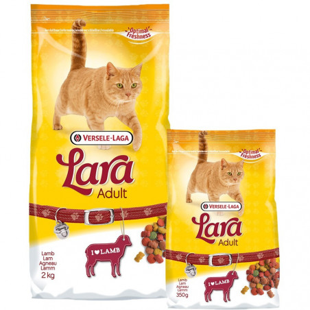 Lara chat à l'agneau